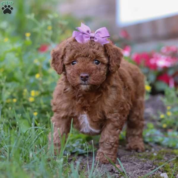 Sophie, Miniature Poodle Puppy